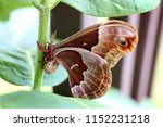 A large brown and red rust furry Moth, called a promethea silkmoth is resting on the stalk of a milkweed plant in a backyard garden.