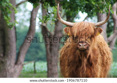 Large brown scottish highlander grazes in the dutch forest early spring