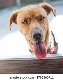 Large, Brown, Short Haired Rescue Dog Looking Over Half Door With Long Tongue Hanging Out While Panting  With Wet Black Nose And Collar