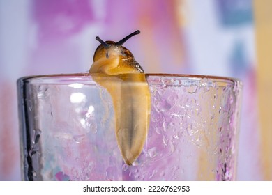 Large brown slug crawling on a transparent wet glass beaker. Spotted snail without a shell. Close up soft slippery slug with upper optical and lower sensory tentacles. Agricultural pest.