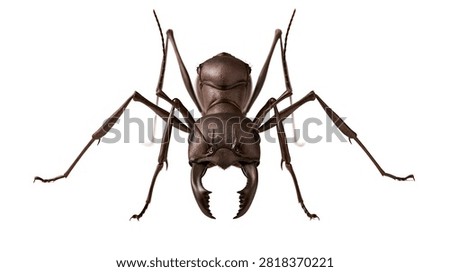 Large brown soldier ant with sharp mandibles and segmented body