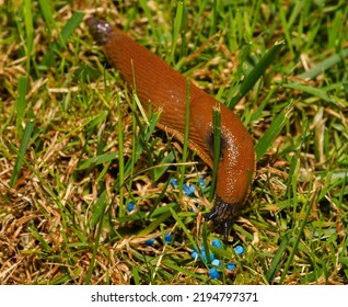 Large Brown Spanish Snail (arion Vulgaris) On Grass, Close-up. Invasive Animal Species. A Slug Eats Poisoned Bait. Slug Bait Poisoning.