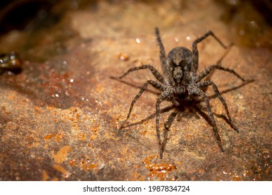 A Large Brown Spider With Glassy Black Eyes And Long Spindly Legs Pauses On A Rock In A River Bed.