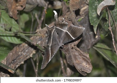 A Large Brown Tropical Swallowtail Moth On The Rain Forest Floor