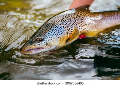 A large brown trout caught while fly fishing a prairie river 