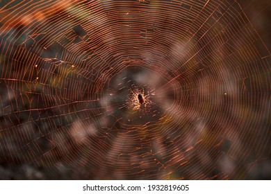 A large brown weaver spider in its web hunts its prey. Predatory Insects