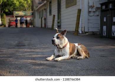 Large Brown And White Dog Sits On Quiet Street With Ears Perked Up At Attention