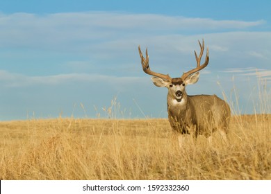 Large Buck Deer With Trophy Antlers In Meadow With Blue Sky