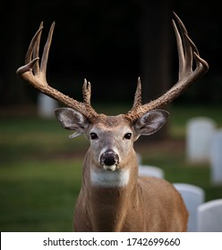 Large Buck Staring Into The Camera With Very Large Antlers. 