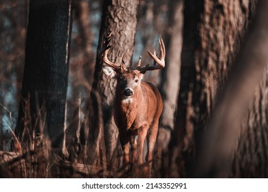 Large buck walking through forest - Shutterstock ID 2143352991