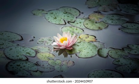 large bud of pink lotus with green leaves on the water in the lake side view