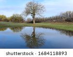 A large budding oak tree reflects in the calm waters of a pond in central Texas near Anson, part of "The Big Country"
