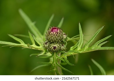 Large Buds Of A Wild Abandoned Meadow Plant