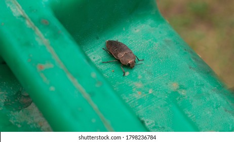 Large bug on a green surface.