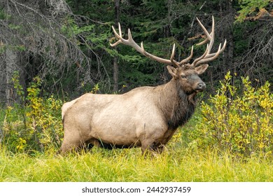 Large bull Elk with antlers in tall green grass beside the forrest in Banff national park