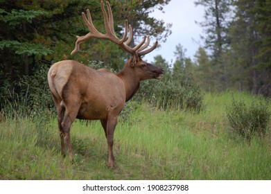 Large bull elk with impressive rack standing on a grassy hill