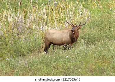 A Large Bull Elk Stands In Tall Grass In Western Montana.