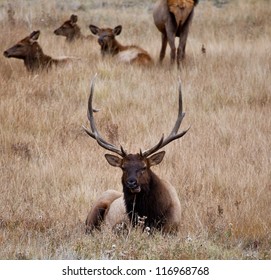 A Large Bull Elk Stands Watch Over His Heard Of Does And Calves During The Fall Rutting Season. Estes Park, Colorado.