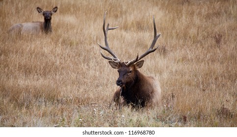 A Large Bull Elk Stands Watch Over His Heard Of Does And Calves During The Fall Rutting Season. Estes Park, Colorado.