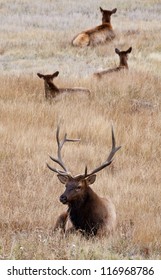 A Large Bull Elk Stands Watch Over His Heard Of Does And Calves During The Fall Rutting Season. Estes Park, Colorado.