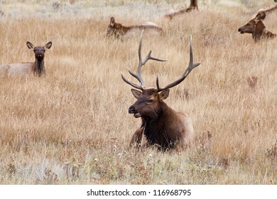 A Large Bull Elk Stands Watch Over His Heard Of Does And Calves During The Fall Rutting Season. Estes Park, Colorado.