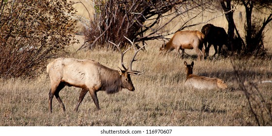 A Large Bull Elk Stands Watch Over His Heard Of Does And Calves During The Fall Rutting Season. Estes Park, Colorado.