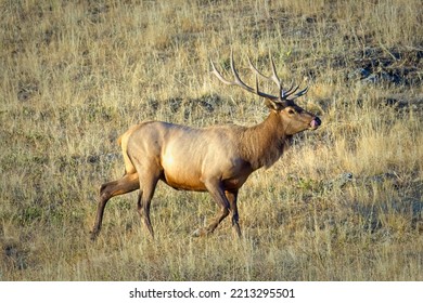 Large Bull Elk Walks In A Dry Field In Western Montana.