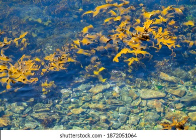 Large Bull Kelp Swaying In Shallow Waters Around Stewart Island.