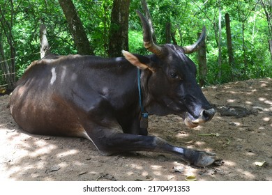 Large bull lying down taking a break under the shade of a tree