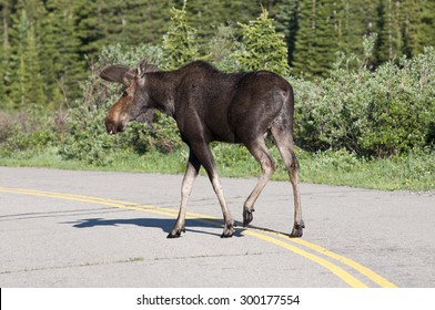 Large Bull Moose Crossing Road Stock Photo 300177554 | Shutterstock