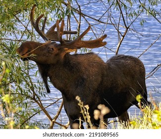 Large Bull Moose On The Spokane River