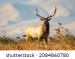 Large Bull Tule Elk roaming the marshes of Grizzly Island Wildlife Area in California