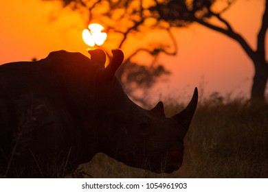 A Large Bull White Rhino At Sunset