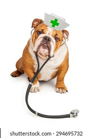 Large Bulldog Breed Dog Wearing A Nurse Hat And A Stethoscope Looking Into The Camera