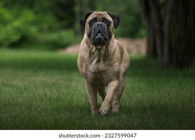 LARGE BULLMASTIFF WITH NICW EYES WALKING TOWARDS THE CAMERA ON ALERT WITH A BLURRED BACKGROUBND ON MERCER ISLAND - Powered by Shutterstock