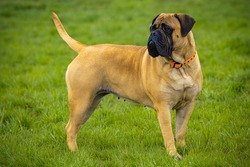 A LARGE BULLMASTIFF STANDING IN A GREEN FIELD WITH HER HEAD TURNED ON ALERT