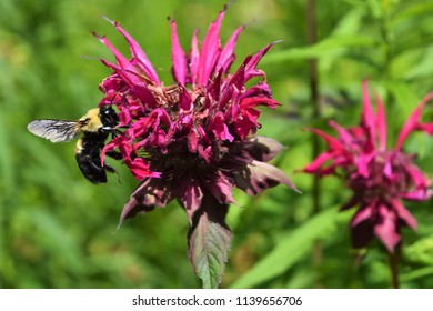 Large Bumble Bee in the Monarda