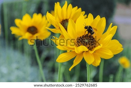 Large bumble bee pollinating a Stunning blooming yellow small sunflower, Jerusalem artichoke, reflecting the lively essence of summer