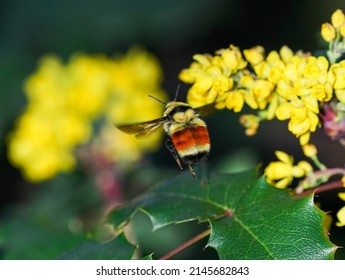 A large bumblebee called Orange-belted or Tricolored bumblebee, hovering in flight over an Oregon Grape shrub filled with yellow flower clusters.