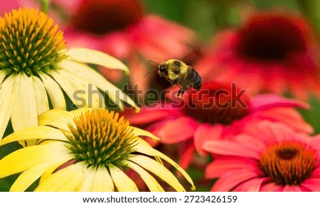 A large Bumblebee flying through an Echinacea or Coneflower garden filled with colorful red and yellow flowers looking to pollinate.