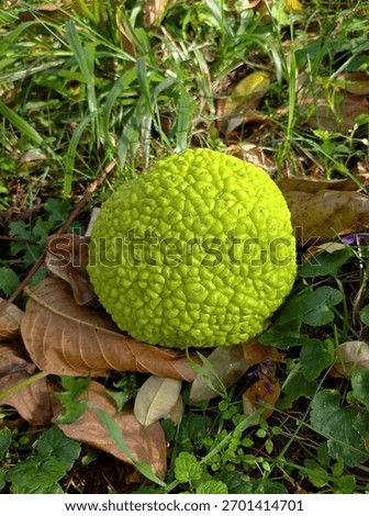 A large, bumpy, bright yellow-green Osage orange fruit lies on the grass and fallen leaves in an autumn park