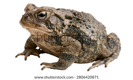 Large bumpy brown cane toad sitting in profile view