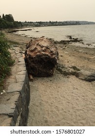 Large Bumpy Log on a Beach