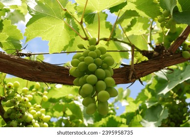 Large bunch of grapes. There are many green oval berries hanging on the vine. Medium-sized berries grow close together. Some have brown dots. Above them are green leaves and a blue sky.