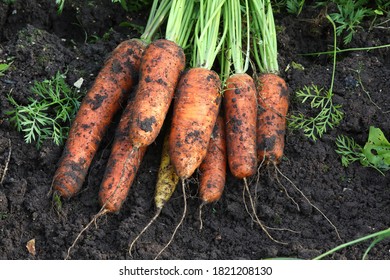 A large bunch of orange carrots with roots and leaves lies on the damp ground of a farm bed.Ripe unwashed vegetables.