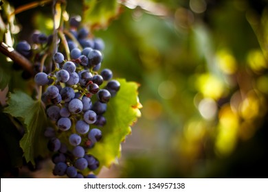 Large bunch of red wine grapes hang from a vine, warm. Ripe grapes with green leaves. Nature background with Vineyard.  Wine concept