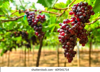 Large Bunch Of Red Wine Grapes Hang From A Vine