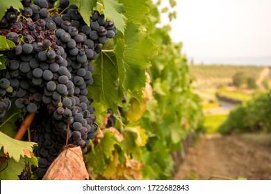 Large bunch of red wine ripe grapes before the harvest on a vineyard in Chianti region, Tuscany, Italy
