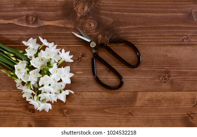 Large bunch of white narcissus flowers with old-fashioned florist scissors on a wooden background