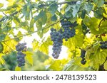 Large bunches of red wine grapes hang from an old vine in warm afternoon light. Vineyard in the Marche region, Italy. Autumn harvest. High quality photo